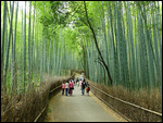Bamboo lined street at Arashiyama