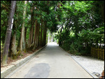 Wooded path - Arashiyama