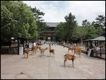 Deer roaming on the approach to Todai-ji Temple