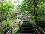 Wooded section