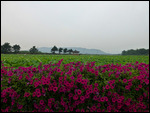 Beautiful Gyeongju