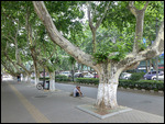 Wide, leafy boulevards 