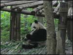 Giant Panda
