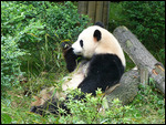 Giant Panda 