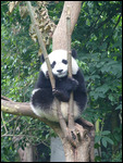 I am comfortable staying up here