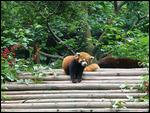 Red Panda with long, bushy tail