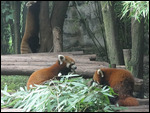 Red Pandas