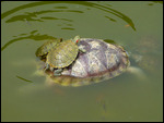 Turtles at Yaotang Temple
