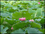 Water lily - Green Lake Park