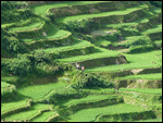 Yuanyang Rice Terraces