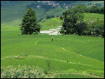 Yuanyang Rice Terraces