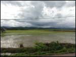 Rice paddy cultivation continues on the Laos side