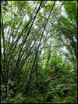Bamboo thicket