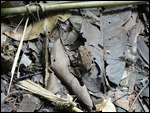 Frog on the forest floor