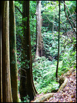Giant trees at Nam Ha NPA