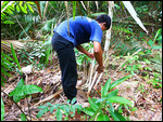 Trek guide 'peeling' rattan to extract the core