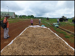 Peanuts being dried on runway today, Khe Sanh Base
