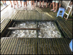 Fish farm feeding frenzy