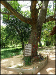 Tree against which babies were hurled