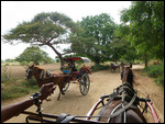 Horsecart frenzy to keep tourists happy