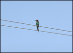Bird watching in No Man's Land