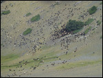 Goats grazing down in the canyon