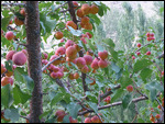 Apricots laden branches in Jumaboi's garden