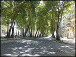 Tree lined Rudaki Avenue