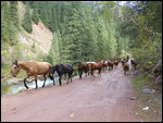 Horses on the trail