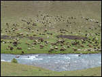 Grazing sheep