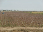 Desert transformed into cotton fields