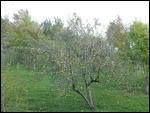 Apple tree laden with fruit