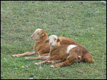 Lambs resting