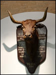 Head of a prized bull displayed at the museum