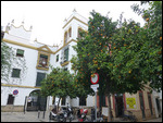 Orange tree line every street & square in Seville