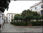 Orange tree, Barrio de Santa Cruz
