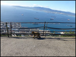 The apes rule up here