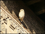Owl on rafters at Saadian Tombs