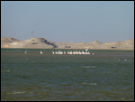 Pelicans at Baie d'Etoile