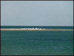 Birds at Baie d'Etoile