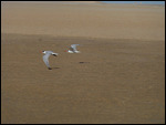 Caspian Terns - Baie d'Etoile