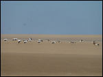 Pelicans taking off