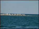 Pelicans and Terns at Baie d'Etoile