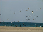 Terns, cormorants, gulls - Baie d'Etoile