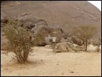 Thorn trees near Ben Amera