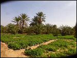 Squash, carrot and other veggies grow in the oasis