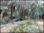 The lush Terjit Oasis