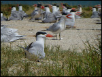 Caspian Tern