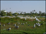 Closer look at the nesting birds