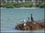 Cormorants sunning on the rock